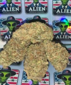 Miracle Alien Cookies Strain