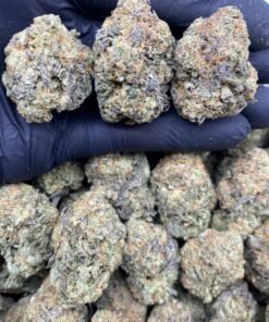 Blue Gelato strain