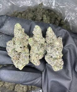 bubblegum popperz strain