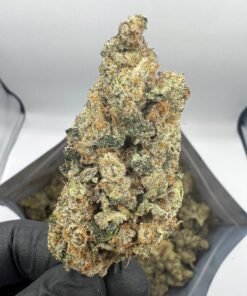 Biscotti Strain